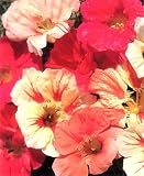 Carribean Cocktail Nasturtium 30 Seeds/Seed