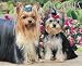 yorkshire_terrier22yorkshire terrier - Yorkies 2010 Wall Calendar 13 X 105