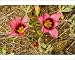 Photographic Prints of Sand-crocus - on renosterveld, endemic from Ardea Wildlife Pets