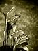 Old set of rough used golf clubs sepia image Art Prints & Posters