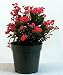 Short & Sweet Crown of Thorns Plant - Euphorbia - Easy
