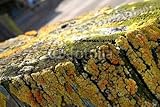 IMAGE OF Wallmonkeys Peel and Stick Wall Decals - Yellow Lichens on Wood - 48
