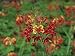 Photo Jigsaw 16x12 (40x30cm) Close-up of red flowers on Pulau Manukan an island by Robert Harding