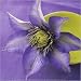 Posters: Flowers Poster Art Print - Clematis And Bowl (12 x 12 inches)