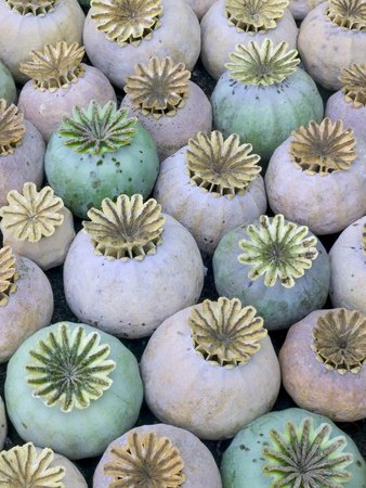 Dried and Green Poppy Seed Heads Photographic Poster Print by Darrell Gulin, 12x16