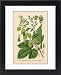 Framed Prints of Plants/humulus Lupulus from Mary Evans