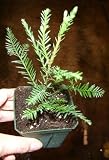 Fast growing baby Sequoia redwood tree in 4 inch pot