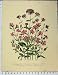 Silene Armeria Picta Saponaria Vaccaria Botanical Print