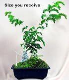 Brazilian Rain Tree Bonsai - Exotic/Easy to Grow!