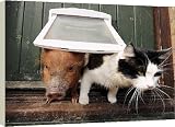 Box Canvas Print of Micro Pigs And Their Friends from Barcroft Media