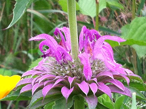 20 Spotted Beebalm Seed Bombs, Bulk Seed Balls for Seed Bombing (Monarda punctata) 20 Spotted Beebalm Seed Bombs, Bulk Seed Balls for Seed Bombing (Monarda punctata)