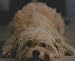 Cute Puppy Dog - Vintage Photo Print