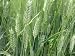 The Greens Wheat - 60