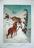 COLOUR PRINT 1884 ST BERNARD DOGS RESCUE MOUNTAINS SNOW