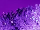 Intestinal Villi Sem Microvilli X16,000 Photographic Poster Print, 24x18