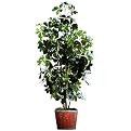 Faux Baby Schefflera- 4'