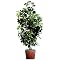 Faux Baby Schefflera- 4'