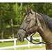 WILDHORN Knotenhalfter RINGE