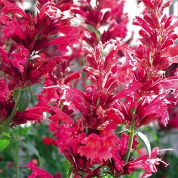 Outsidepride Agastache Heather Queen - 100 Seeds Outsidepride Agastache Heather Queen - 100 Seeds