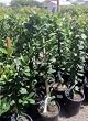 Semi Dwarf Meyer Lemon Tree -- Shipped in Soil, 12 by 12 Inch Container