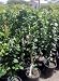 Semi Dwarf Meyer Lemon Tree -- Shipped in Soil, 12 by 12 Inch Container