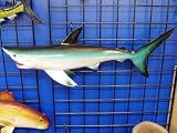 Beautiful Shark Replica 28 with Teeth