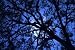 Wallmonkeys Peel and Stick Wall Decals - Oak Tree - 24