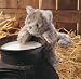   - Tabby Kitten Puppet