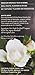 Numi Organic Tea White Rose, 16 Count Box of Tea Bags, White Tea