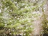 IMAGE OF Snow Falling in Front of Pines, Massachusetts Premium Photographic Poster Print by Tim Laman, 30x40