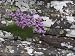 Thrift, Armeria Maritima, Applecross Peninsula, Wester Ross, Scotland, United Kingdom Art Photographic Poster Print by Steve & Ann Toon, 12x9