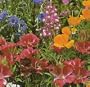 Wildflower Seeds - 1000+ Partial Shade
