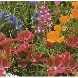Wildflower Seeds 1000+ Partial Shade