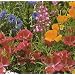 Wildflower Seeds - 1000+ Partial Shade