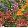 Wildflower Seeds 1000+ Partial Shade