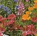 Wildflower Seeds 1000+ Partial Shade