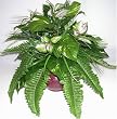 15" Mixed Greenery w/ Fern & Pothos