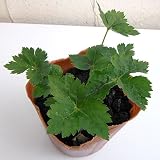 白茎三つ葉3号ポット 8株セット[生育旺盛で香りのよいみつば 香味野菜]