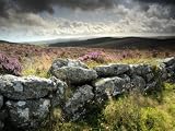 Dry Stone Wall, Near Birch Tor, Dartmoor Np, Devon. September 2008 Landscape Premium Poster Print by Ross Hoddinott, 18x24