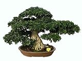 Bonsai Ficus Compacta 68 Años - 36