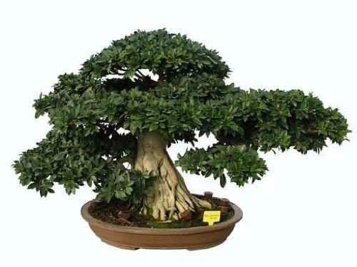 Bonsai Ficus Compacta 68 Años - 36