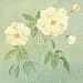 Abundant Rose II - Cheryl Roberts Art Print Poster 12 x 12 Image
