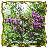 Common Ironweed (Vernonia fasciculata) Jumbo Wildflower Seed Packet - 600 Seeds