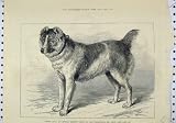 1879 SHERE ALLI AFGHAN MASTIFF BIRMINGHAM DOG SHOW