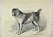 1879 SHERE ALLI AFGHAN MASTIFF BIRMINGHAM DOG SHOW
