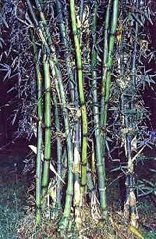 Bamboo Plant