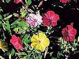 Eigenschaften tropical.garden  / Schöne der Nacht - Wunderbl. - Mirabilis jalapa 30K