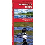 minnesota birds a folding pocket guide to familiar species pocket naturalist guide series