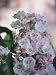Close-Up of Mountain Laurel Flowers, Arboretum Kalmthout, Kalmthout, Belgium (Kalmia Latifolia) Photographic Poster Print by F. Carassale, 12x16