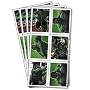 Incredible Hulk Stickers